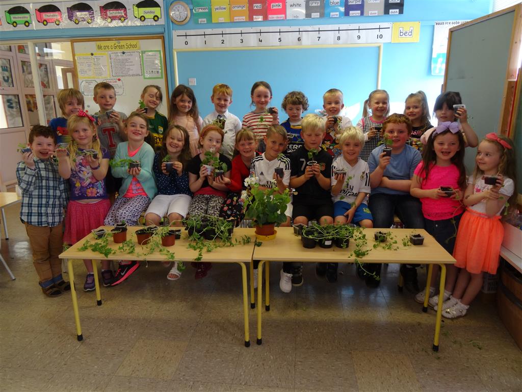 Buds for Ballyduff!