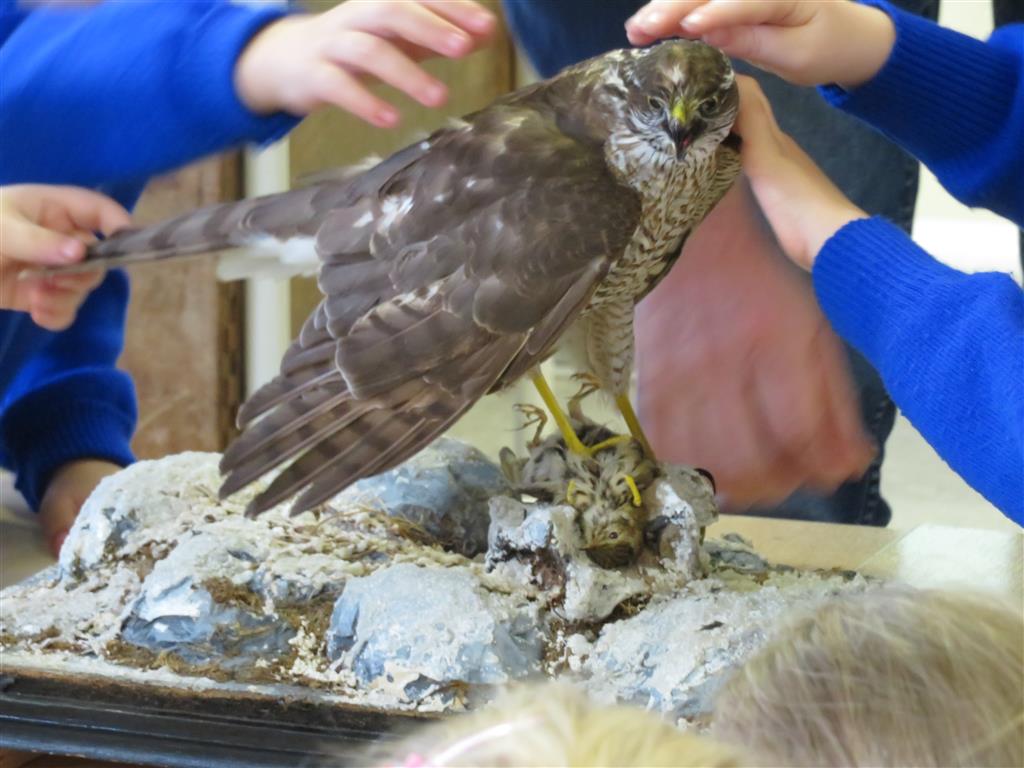 Birds Presentation